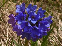 Pulmonaria australis 8, Saxifraga-Harry Jans