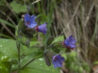 Pulmonaria longifolia ssp cevennensis 6, Saxifraga-Willem van Kruijsbergen