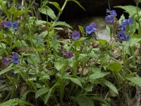 Pulmonaria longifolia ssp cevennensis 7, Saxifraga-Willem van Kruijsbergen