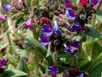 Pulmonaria longifolia ssp delphinensis 1, Saxifraga-Marijke Verhagen