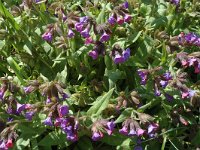 Pulmonaria longifolia ssp delphinensis 2, Saxifraga-Jan van der Straaten