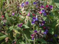 Pulmonaria longifolia ssp delphinensis 3, Saxifraga-Marijke Verhagen