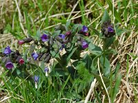 Pulmonaria longifolia ssp delphinensis 4, Saxifraga-Willem van Kruijsbergen