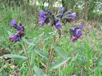 Pulmonaria mollis 3, Saxifraga-Jan Willem Jongepier