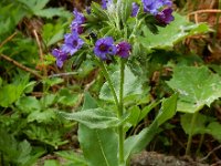 Pulmonaria mollis 5, Saxifraga-Ed Stikvoort