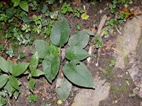 Pulmonaria obscura 2, Ongevlekt longkruid, Saxifraga-Peter Meininger