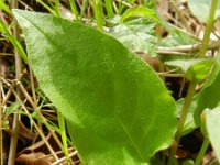 Pulmonaria obscura 4, Ongevlekt longkruid, Saxifraga-Rutger Barendse