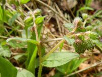 Pulmonaria obscura 5, Ongevlekt longkruid, Saxifraga-Rutger Barendse