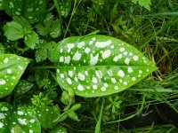 Pulmonaria officinalis 11, Gevlekt longkruid, Saxifraga-Rutger Barendse