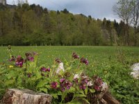 Pulmonaria officinalis 12, Gevlekt longkruid, Saxifraga-Jeroen Willemsen