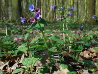 Pulmonaria officinalis 15, Gevlekt longkruid, Saxifraga-Ed Stikvoort