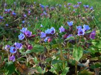 Pulmonaria officinalis 16, Gevlekt longkruid, Saxifraga-Ed Stikvoort