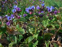 Pulmonaria officinalis 18, Gevlekt longkruid, Saxifraga-Ed Stikvoort