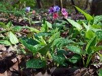 Pulmonaria officinalis 22, Gevlekt longkruid, Saxifraga-Ed Stikvoort