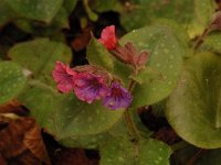 Pulmonaria officinalis 3, Gevlekt longkruid, Saxifraga-Willem van Kruijsbergen