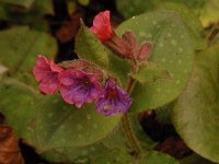 Pulmonaria officinalis 4, Gevlekt longkruid, Saxifraga-Willem van Kruijsbergen