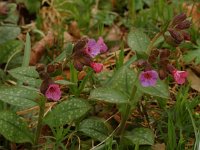 Pulmonaria officinalis 5, Gevlekt longkruid, Saxifraga-Willem van Kruijsbergen