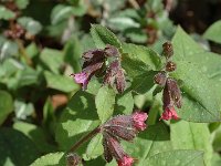 Pulmonaria officinalis 7, Gevlekt longkruid, Saxifraga-Jan van der Straaten