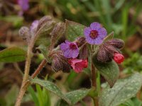 Pulmonaria officinalis 8, Gevlekt longkruid, Saxifraga-Willem van Kruijsbergen