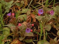 Pulmonaria officinalis 9, Gevlekt longkruid, Saxifraga-Willem van Kruijsbergen