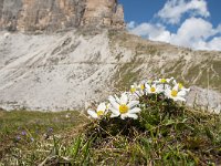 Pulsatilla alpina 101, Saxifraga-Luuk Vermeer