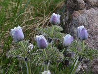 Pulsatilla alpina 112, Saxifraga-Harry Jans