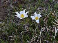 Pulsatilla alpina ssp alpina 1,, Saxifraga-Luuk Vermeer