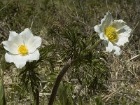 Pulsatilla alpina ssp alpina 13, Saxifraga-Jan van der Straaten