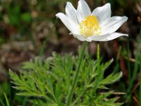 Pulsatilla alpina ssp alpina 15, Saxifraga-Willem van Kruijsbergen