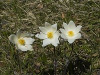 Pulsatilla alpina ssp alpina 16, Saxifraga-Jan van der Straaten