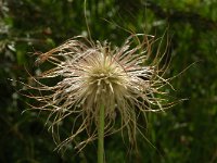 Pulsatilla alpina ssp alpina 21, Saxifraga-Marijke Verhagen