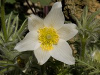 Pulsatilla alpina ssp alpina 23, Saxifraga-Willem van Kruijsbergen