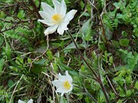 Pulsatilla alpina ssp alpina 24, Saxifraga-Willem van Kruijsbergen