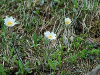 Pulsatilla alpina ssp alpina 25, Saxifraga-Willem van Kruijsbergen