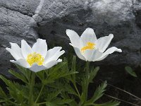 Pulsatilla alpina ssp alpina 3, Saxifraga-Willem van Kruijsbergen