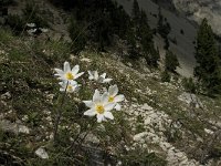 Pulsatilla alpina ssp alpina 36, Saxifraga-Jan van der Straaten