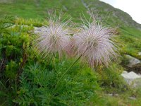 Pulsatilla alpina ssp alpina 48, Saxifraga-Ed Stikvoort