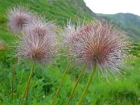 Pulsatilla alpina ssp alpina 49, Saxifraga-Ed Stikvoort