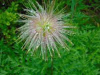 Pulsatilla alpina ssp alpina 53, Saxifraga-Ed Stikvoort