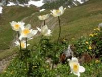 Pulsatilla alpina ssp alpina 59, Saxifraga-Ed Stikvoort