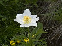 Pulsatilla alpina ssp alpina 6, Saxifraga-Willem van Kruijsbergen