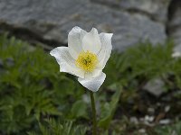 Pulsatilla alpina ssp alpina 7, Saxifraga-Willem van Kruijsbergen