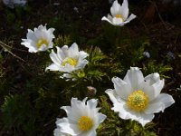 Pulsatilla alpina ssp alpina 70, Saxifraga-Ed Stikvoort