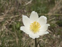 Pulsatilla alpina ssp alpina 71, Saxifraga-Willem van Kruijsbergen