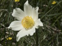 Pulsatilla alpina ssp alpina 75, Saxifraga-Willem van Kruijsbergen