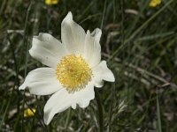 Pulsatilla alpina ssp alpina 76, Saxifraga-Willem van Kruijsbergen