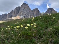 Pulsatilla alpina ssp apiifolia 116, habitat, Saxifraga-Harry Jans