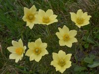 Pulsatilla alpina ssp apiifolia 119, Saxifraga-Harry Jans