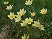 Pulsatilla alpina ssp apiifolia 122, Saxifraga-Harry Jans