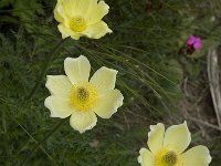 Pulsatilla alpina ssp apiifolia 37, Saxifraga-Willem van Kruijsbergen